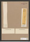Synedra capitata Ehr. (de-Toni-Nr.: Genus 66, Species 2603) Zeichnungen Sammlung Grunow Nr. 5310 (NHMW-BOT-W0373708)